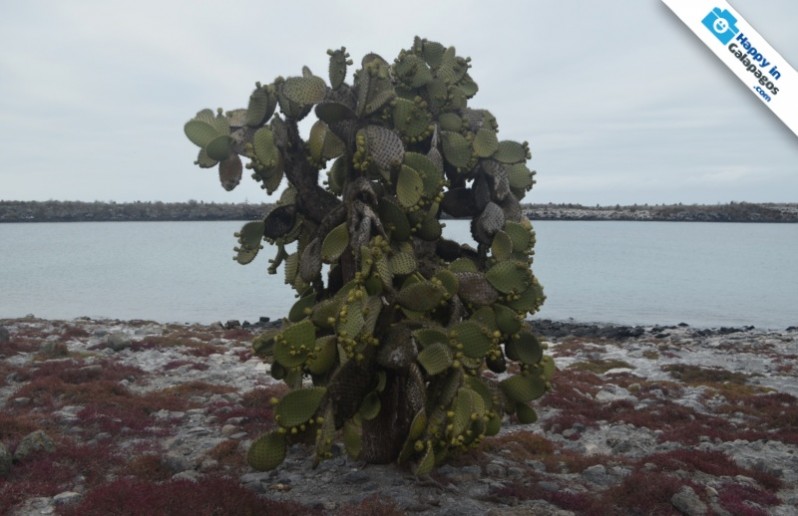 Candelabra cactus in South Plaza Island