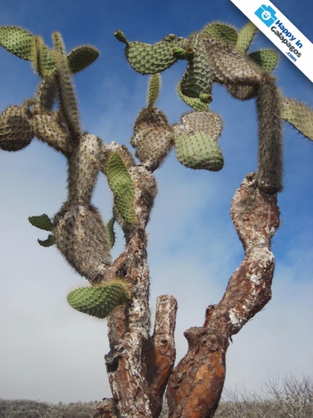 Candelabra cactus in Santa Fe Island