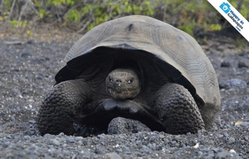 The incredible giant tortoise in Urbina Bay