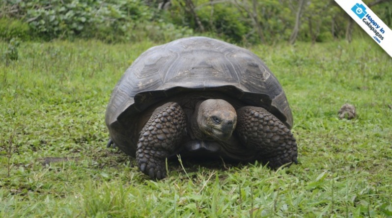 The wonderful giant tortoise of Galapagos