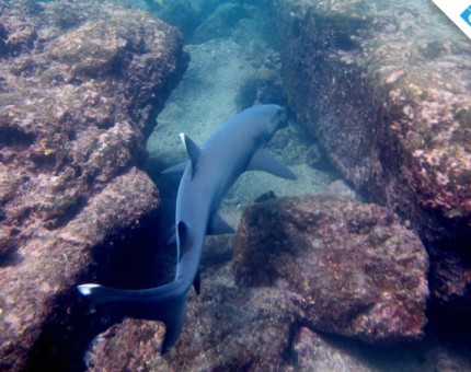 Whitetip reef shark at Buccaneer Cove in Galapagos