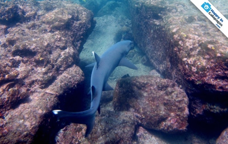 Whitetip reef shark at Buccaneer Cove in Galapagos