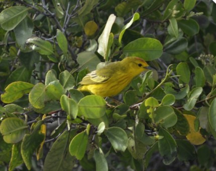 Yellow warbler in Punta Espinoza