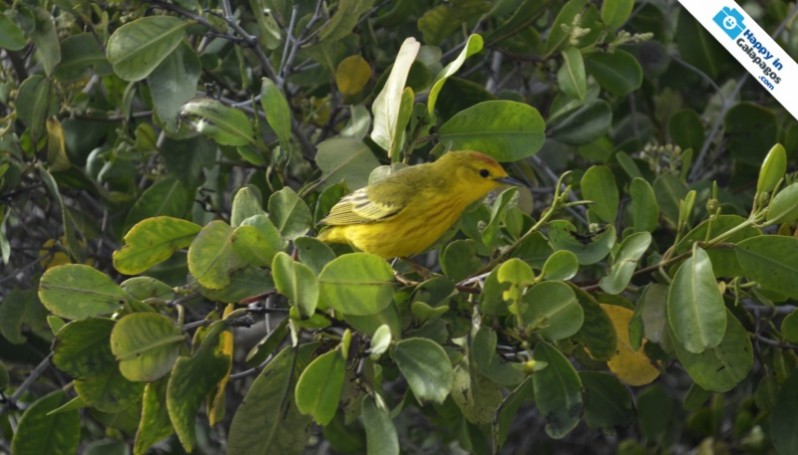 Yellow warbler in Punta Espinoza