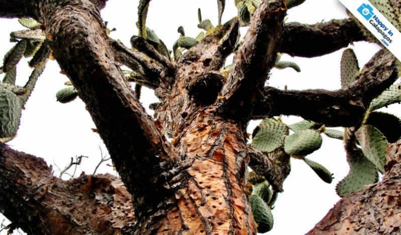 A big candelabra cactus of Galapagos