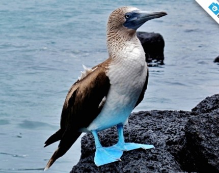 A beautiful blue-footed boobie in Galapagos Islands
