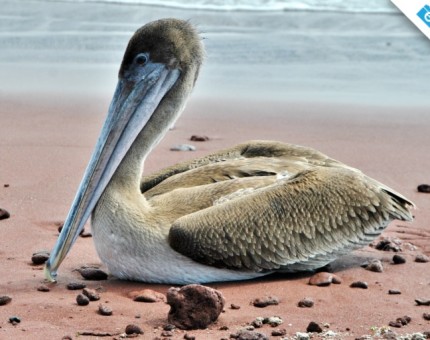 An incredible brown pelican in the Enchanted Islands