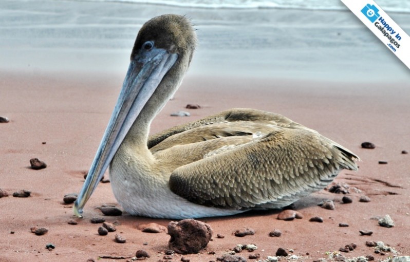 An incredible brown pelican in the Enchanted Islands