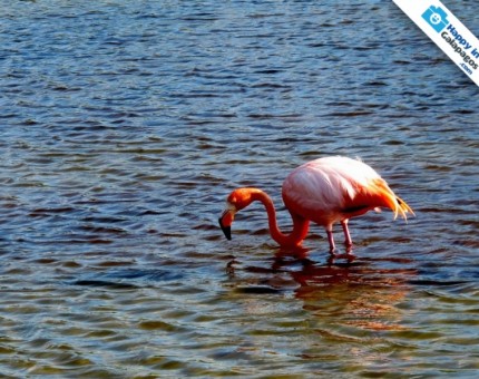A wonderful flamingo in Las Bachas beach