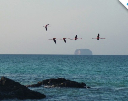 A group of flamingos flying in the Galapagos Islands