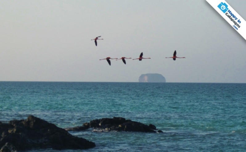A group of flamingos flying in the Galapagos Islands