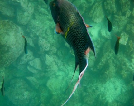 A incredible hogfish in Genovesa Island