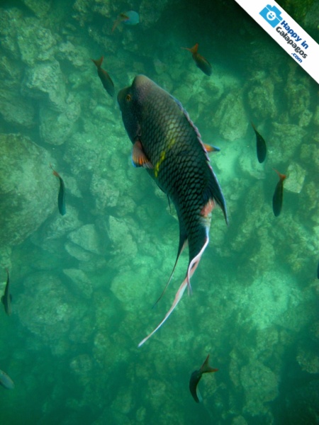 A incredible hogfish in Genovesa Island