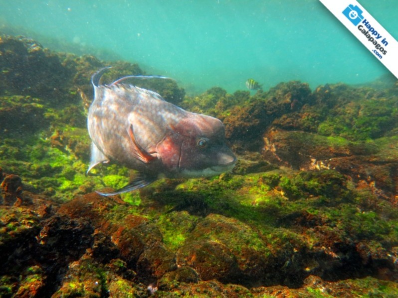 A really amazing hogfish of Galapagos