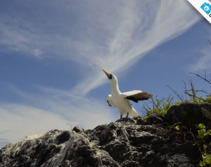 A nazca boobie in Española Island