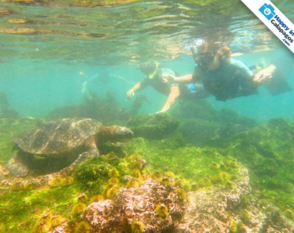 A really good underwater experience in Galapagos
