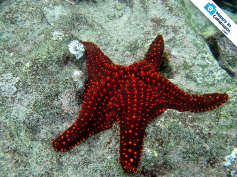 An incredible red starfish in Rabida Island