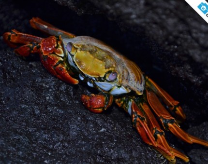 A sally lightfoot crab in Punta Espinoza