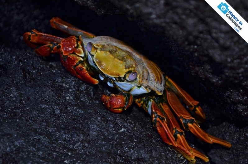 A sally lightfoot crab in Punta Espinoza