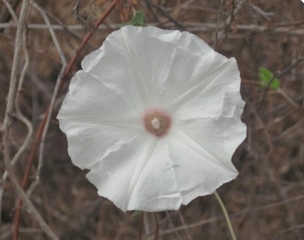 A white flower in Galapagos