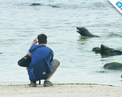 Admiring a wonderful sea lion in Galapagos