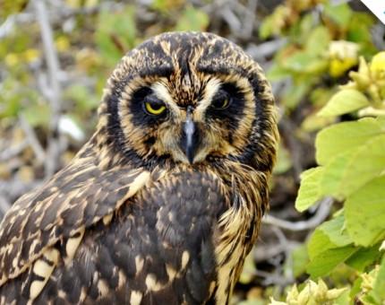 A wonderful owl of the Galapagos Islands