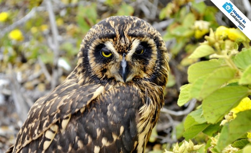 A wonderful owl of the Galapagos Islands
