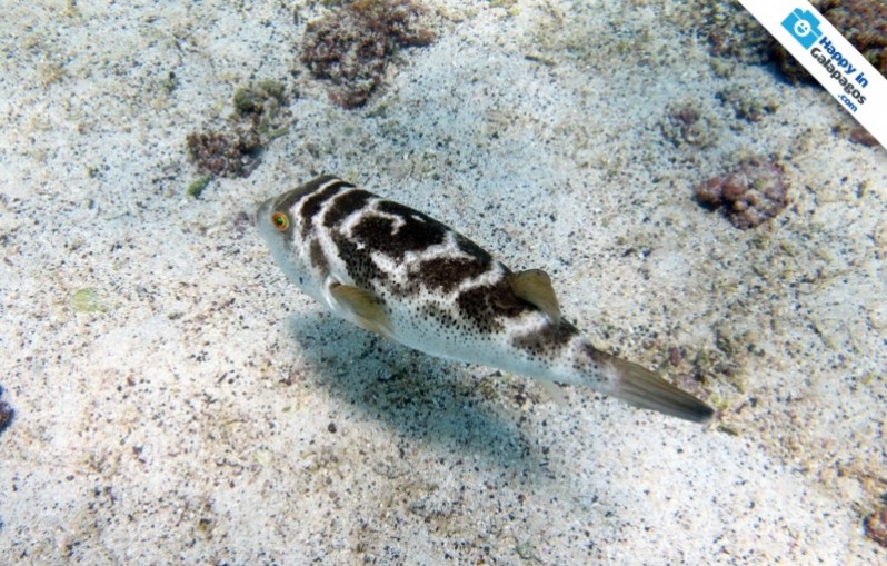 An amazing puffer fish in the Enchanted Islands