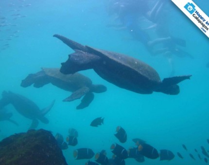Snorkeling with the amazing marine wildlife