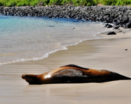 Taking a nap in a wonderful place of Galapagos