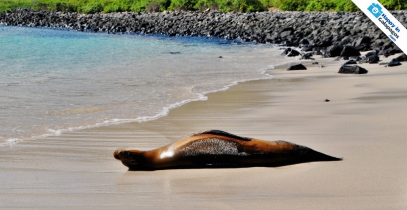 Taking a nap in a wonderful place of Galapagos