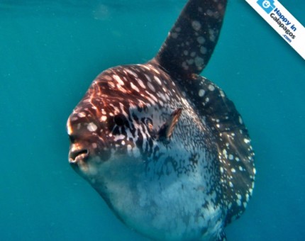 The amazing ocean sunfish swimming in Galapagos