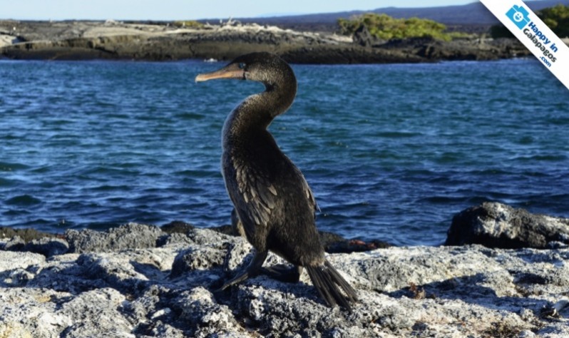 The awesome flightless cormorant in Fernandina