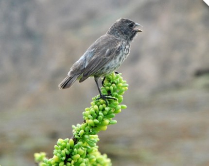 The amazing finch of the Enchanted Islands
