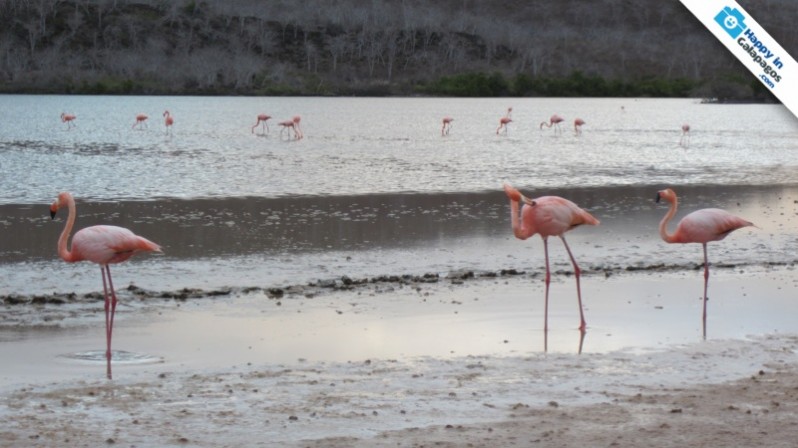 A big group of flamingos in Galapagos Islands