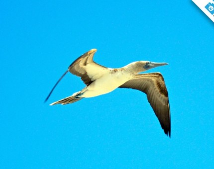 A blue-footed boobie flying in the Enchanted Islands