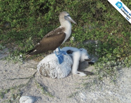 A blue-footed boobie in North Seymour Island