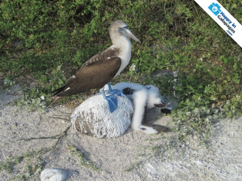 A blue-footed boobie in North Seymour Island