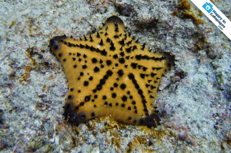 A Chocolate Chip Starfish of the Enchanted Islands