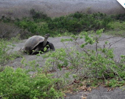 A Galapagos giant tortoise in Urbina Bay
