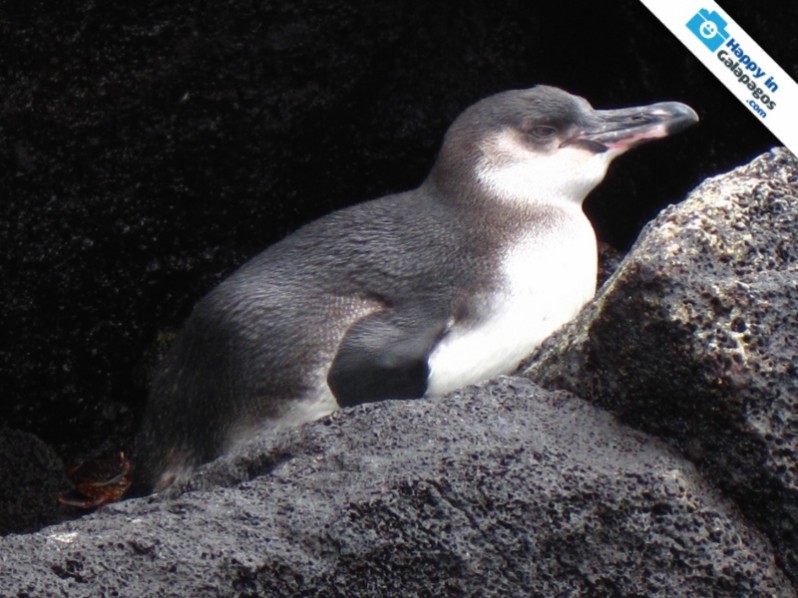 A Galapagos penguin resting in the islands