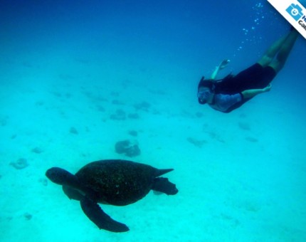 A great underwater experience in Galapagos Islands
