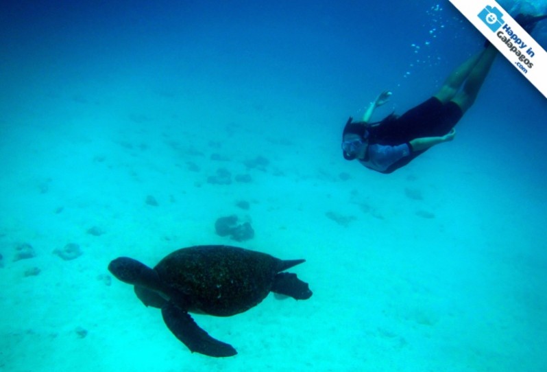 A great underwater experience in Galapagos Islands