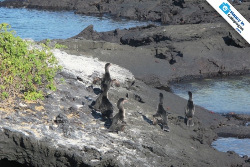 A group of flightless cormorants of Galapagos