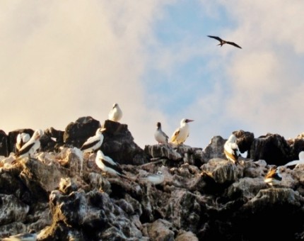 A group of nazca boobies in the Galapagos Islands