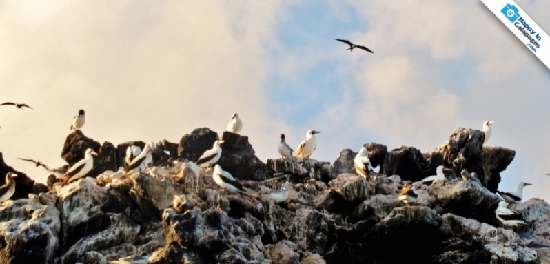A group of nazca boobies in the Galapagos Islands