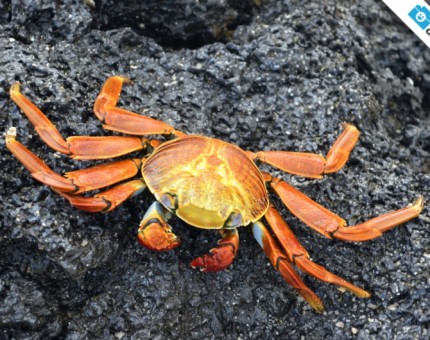 A sally lightfoot crab in Las Bachas Beach