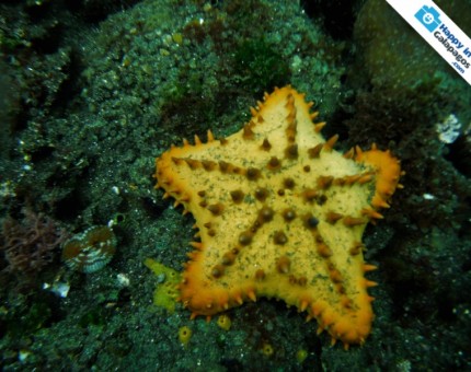 A starfish in Tagus Cove of Isabela Island