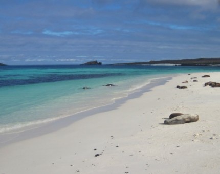 A wonderful beach of Gardner Bay in Galapagos
