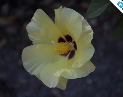 A nice yellow flower in Urbina Bay